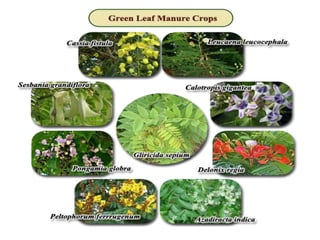 Vegetable organic farming.ppt