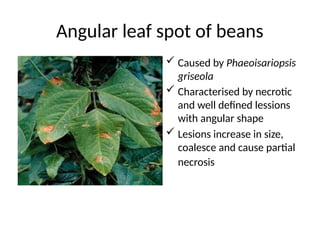 Vegetable Pests and Diseases sandra (1).pptx