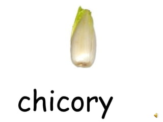 chicory 