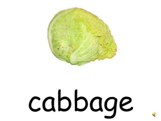cabbage 