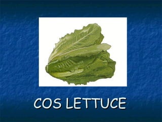 COS LETTUCECOS LETTUCE
 