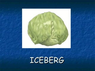 ICEBERGICEBERG
 