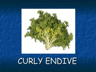 CURLY ENDIVECURLY ENDIVE
 