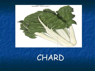 CHARD
 