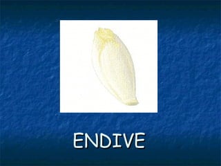 ENDIVEENDIVE
 