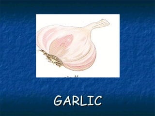 GARLICGARLIC
 
