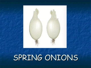 SPRING ONIONSSPRING ONIONS
 