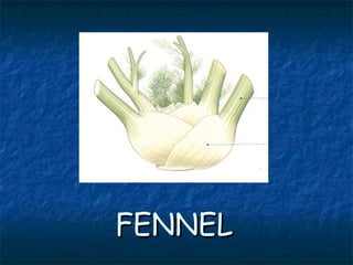 FENNELFENNEL
 