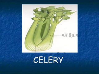 CELERY
 