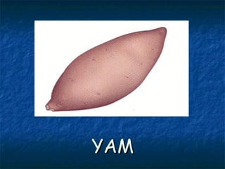 YAMYAM
 
