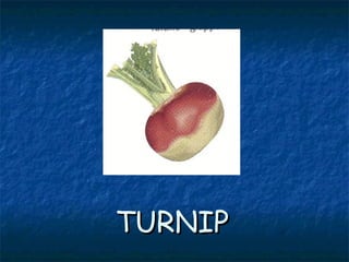 TURNIPTURNIP
 