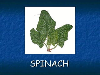 SPINACHSPINACH
 