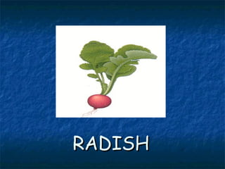 RADISHRADISH
 