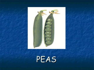PEASPEAS
 