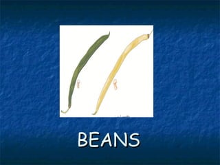 BEANSBEANS
 