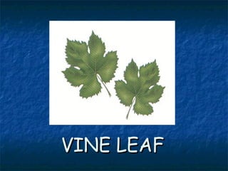 VINE LEAFVINE LEAF
 