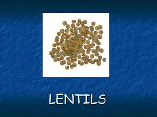 LENTILSLENTILS
 