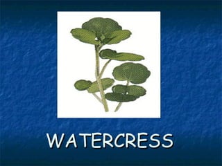 WATERCRESSWATERCRESS
 