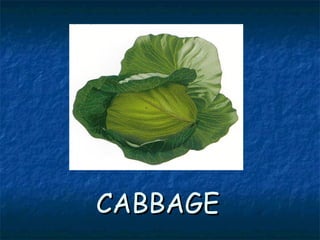 CABBAGECABBAGE
 