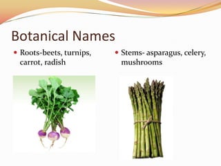 Botanical NamesRoots-beets, turnips, carrot, radishStems- asparagus, celery, mushrooms