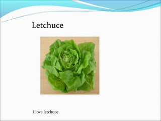 Letchuce




I love letchuce
 