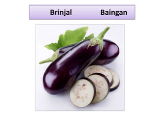 Brinjal Baingan
 