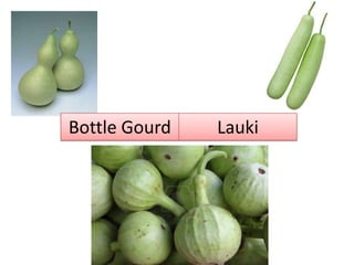 Bottle Gourd Lauki
 