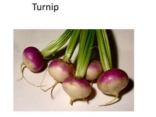 Turnip
 