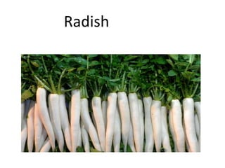 Radish
 