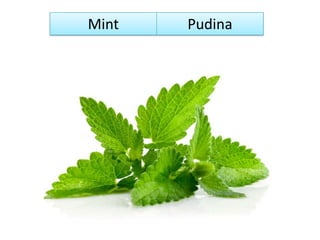 Mint Pudina
 