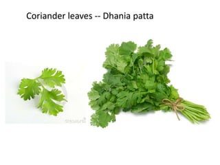 Coriander leaves -- Dhania patta
 
