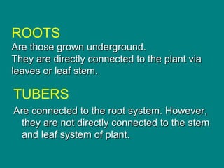 ROOTS
Are those grown underground.Are those grown underground.
They are directly connected to the plant viaThey are directly connected to the plant via
leaves or leaf stem.leaves or leaf stem.
TUBERS
Are connected to the root system. However,Are connected to the root system. However,
they are not directly connected to the stemthey are not directly connected to the stem
and leaf system of plant.and leaf system of plant.
 