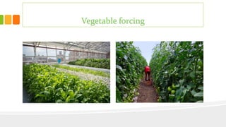 Vegetable forcing
 