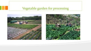 Vegetable garden for processing
 