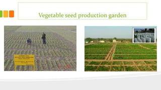Vegetable seed production garden
 