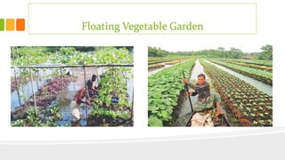 Floating Vegetable Garden
 
