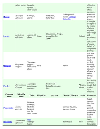 subsp. sativa brussels                                                                        of beetles
                           sprouts,                                                                        which
                           other kales)                                                                    attack
                                                                                                           cabbages.
                                                                             Cabbage moth                  Stimulates
             Hyssopus       Cabbage,                   honeybees,
Hyssop                                                                       larvae, Cabbage               growth of
             officinalis    grapes                     butterflies
                                                                             Butterflies                   grapes.
                                                                                                           Is thought
                                                                                                           to improve
                                                                                                           the health
                                                                                                           of almost
                                                                                                           all plants,
                                                                                                           like borage
                                                       Ichneumonid Wasps,
             Levisticum     Almost all                                                                     and
Lovage                                 beans           ground beetles                             rhubarb
             officinale     plants                                                                         geraniums,
                                                       (good)
                                                                                                           is
                                                                                                           considered
                                                                                                           a "magic
                                                                                                           bullet" of
                                                                                                           companion
                                                                                                           planting
                                                                                                           provides
                                                                                                           ground
                                                                                                           cover and
                                                                                                           much-
                            Tomatoes,                                                                      needed
             Origanum       peppers,                                                                       humidity
Oregano                                basil                                 aphids
             vulgare        many other                                                                     for pepper
                            plants                                                                         plants if
                                                                                                           allowed to
                                                                                                           spread
                                                                                                           among
                                                                                                           them
                                                                                                           Sacrificiall
                                                                                                           y attracts
                          Asparagus,                   Swallowtail
             Petroselinum                                                                         Alliums, insects that
Parsley                   corn/maize,                  Butterflies, wasps,
             Crispum                                                                              lettuce  predate
                          tomatoes                     flies
                                                                                                           upon
                                                                                                           tomatoes
  Common       Scientific
                              Helps        Helped by         Attracts        Repels / Distracts    Avoid Comments
   name          name
                                                                                                            Repels
                                                                                                            cabbage
                            Brassica
                                                                                                            flies, has
                            (cabbage,
                                                                                                            same
             Mentha         kholrabi,                                        cabbage fly, ants,
Peppermint                                                                                                  general
             piperita       broccoli,                                        cabbage looper
                                                                                                            companion
                            and the
                                                                                                            properties
                            other kales)
                                                                                                            as other
                                                                                                            mints
                            sage,                                                                           Deters
             Rosmarinus
Rosemary                    cabbage,                                         bean beetle          basil     cabbage
             officinalis
                            beans,                                                                          flies, repels
 