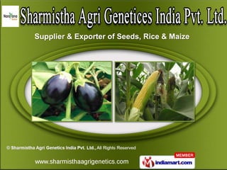 Supplier & Exporter of Seeds, Rice & Maize
 