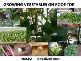 GROWING VEGETABLES ON ROOF TOP THOMAS  	@creativethomas 
