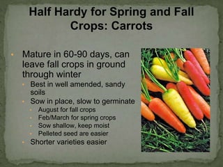 • Mature in 60-90 days, can
leave fall crops in ground
through winter
• Best in well amended, sandy
soils
• Sow in place, slow to germinate
• August for fall crops
• Feb/March for spring crops
• Sow shallow, keep moist
• Pelleted seed are easier
• Shorter varieties easier
Half Hardy for Spring and Fall
Crops: Carrots
 