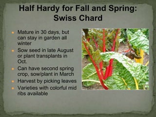 ● Mature in 30 days, but
can stay in garden all
winter
● Sow seed in late August
or plant transplants in
Oct.
● Can have second spring
crop, sow/plant in March
● Harvest by picking leaves
● Varieties with colorful mid
ribs available
Half Hardy for Fall and Spring:
Swiss Chard
 