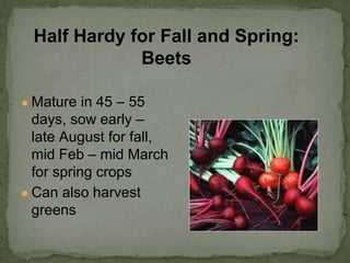 ● Mature in 45 – 55
days, sow early –
late August for fall,
mid Feb – mid March
for spring crops
● Can also harvest
greens
Half Hardy for Fall and Spring:
Beets
 
