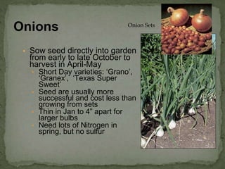 ▪ Sow seed directly into garden
from early to late October to
harvest in April-May
▪ Short Day varieties: ‘Grano’,
‘Granex’, ‘Texas Super
Sweet’
▪ Seed are usually more
successful and cost less than
growing from sets
▪ Thin in Jan to 4” apart for
larger bulbs
▪ Need lots of Nitrogen in
spring, but no sulfur
Onions Onion Sets
 