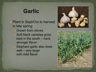 ● Plant in Sept/Oct to harvest
in late spring
● Grown from cloves
● Soft Neck varieties grow
best in the south – have
stronger flavor
● Elephant garlic also does
well – very large
with mild flavor
Garlic
 
