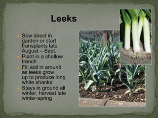 ● Sow direct in
garden or start
transplants late
August – Sept.
● Plant in a shallow
trench
● Fill soil in around
as leeks grow
up to produce long
white shanks
● Stays in ground all
winter, harvest late
winter-spring
Leeks
 