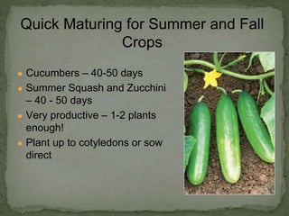 ● Cucumbers – 40-50 days
● Summer Squash and Zucchini
– 40 - 50 days
● Very productive – 1-2 plants
enough!
● Plant up to cotyledons or sow
direct
Quick Maturing for Summer and Fall
Crops
 