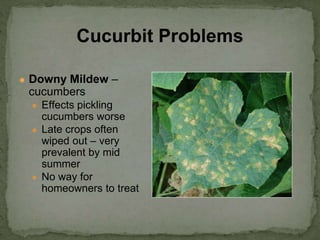 ● Downy Mildew –
cucumbers
● Effects pickling
cucumbers worse
● Late crops often
wiped out – very
prevalent by mid
summer
● No way for
homeowners to treat
Cucurbit Problems
 