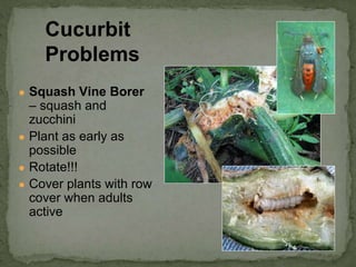 ● Squash Vine Borer
– squash and
zucchini
● Plant as early as
possible
● Rotate!!!
● Cover plants with row
cover when adults
active
Cucurbit
Problems
 