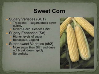 ● Sugary Varieties (SU1)
● Traditional – sugars break down
quickly
● Silver Queen, Seneca Chief
● Sugary Enhanced (Se)
● Higher levels of sugar
● Bodacious, Legend
● Super-sweet Varieties (sh2)
● More sugar than SU1 and does
not break down rapidly
● Serendipity
Sweet Corn
 