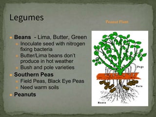 ● Beans - Lima, Butter, Green
● Inoculate seed with nitrogen
fixing bacteria
● Butter/Lima beans don’t
produce in hot weather
● Bush and pole varieties
● Southern Peas
● Field Peas, Black Eye Peas
● Need warm soils
● Peanuts
Legumes Peanut Plant
 